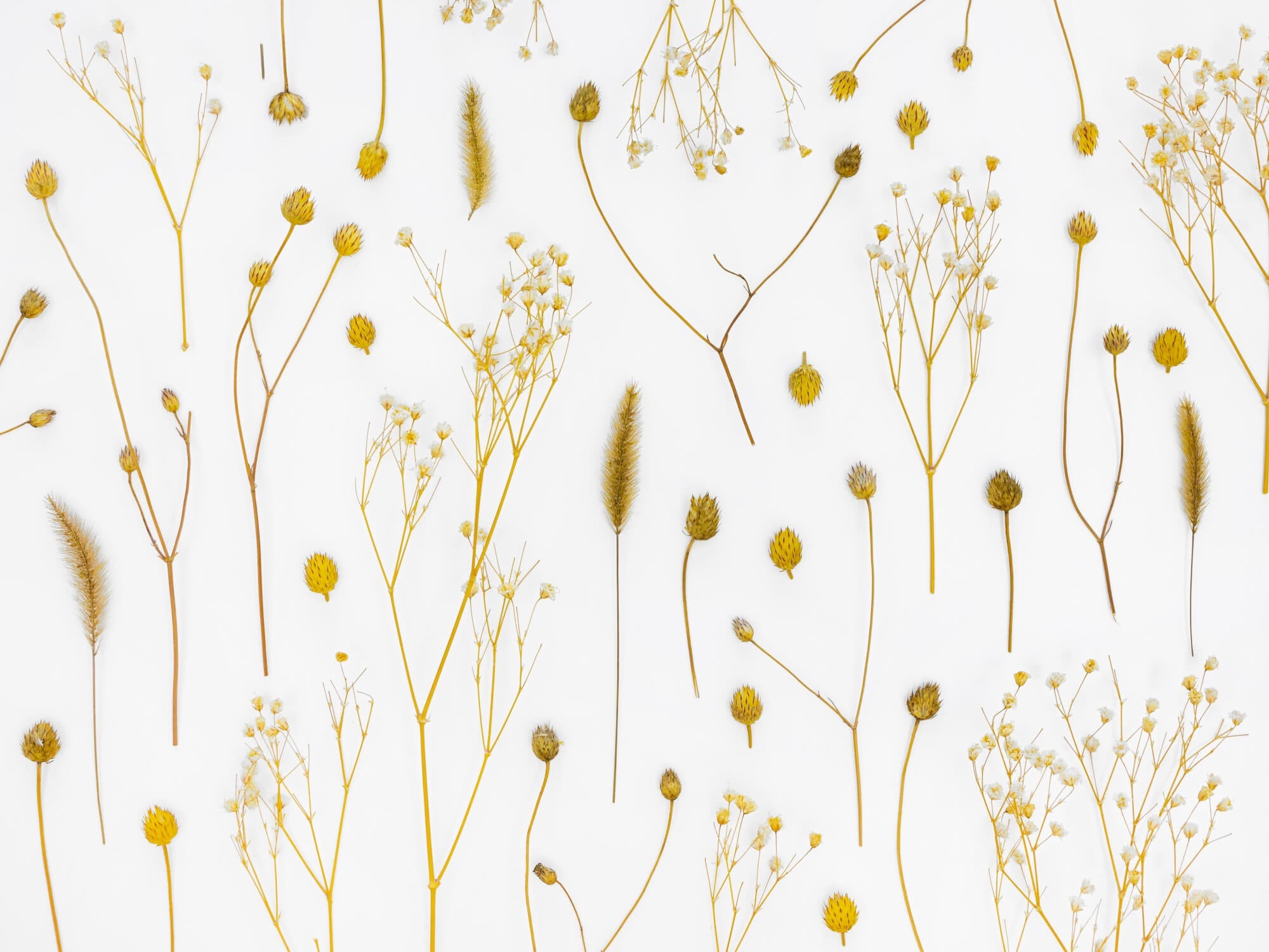 Papier Peint Cocooning Vignes Délicates Dorées