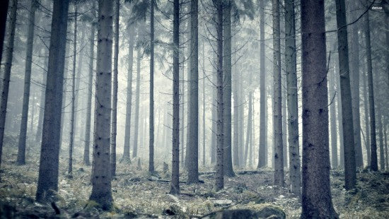 Custom Photo Wallpaper Modern Forest Woods Photography Background Living Room Sofa Bedroom TV Wall Painting Art Mural Wallpaper