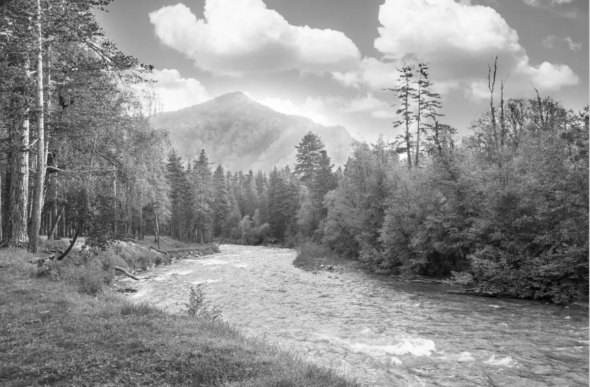 Panoramic Black and White Forest Wallpaper