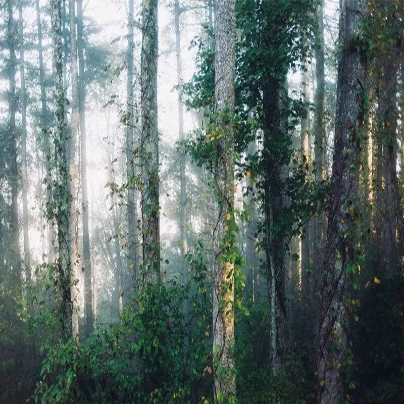 Papier Peint Forêt Brume