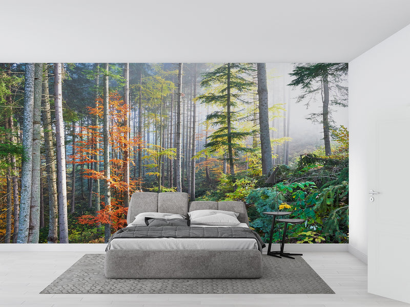 Wallpaper Poster Forest