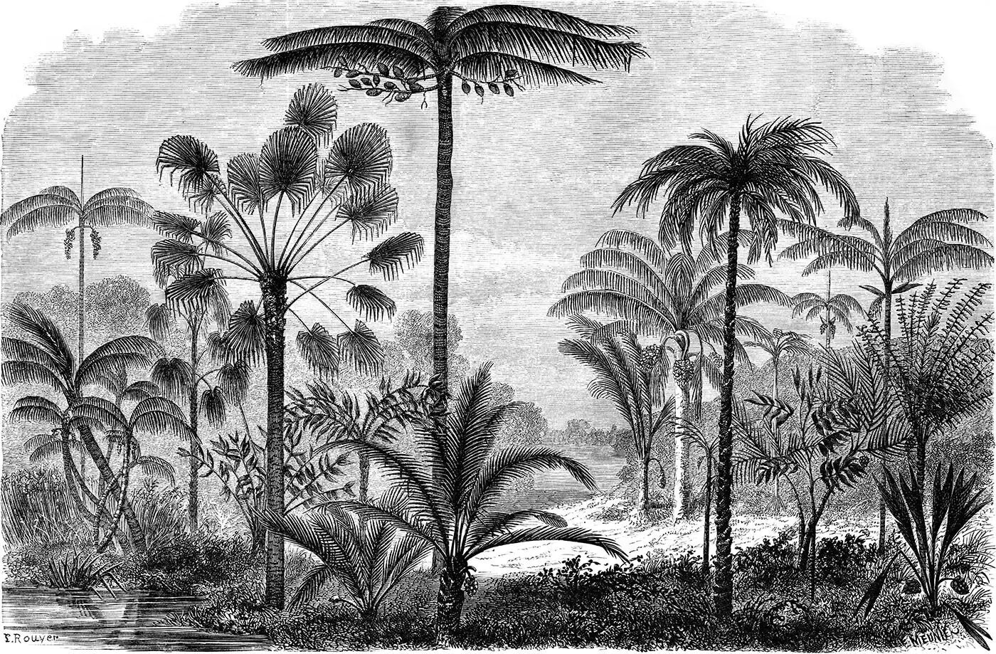 Papier Peint Décor Tropical Noir et Blanc